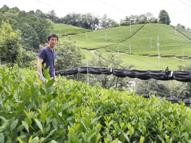 歴史が受け継いできた日本の伝統！茶を知ってみよう！