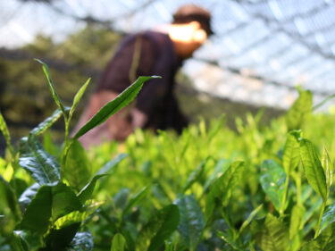 “茶農家が選ぶ至高の一杯: 地元のお茶で織りなす至福の時間”